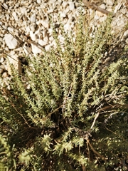 Helichrysum italicum