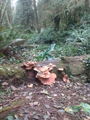 Laetiporus conifericola