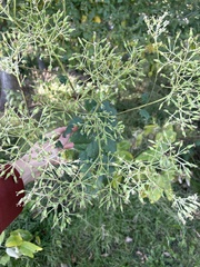 Arnoglossum atriplicifolium