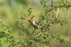 Lybius vieilloti