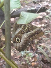 Caligo atreus