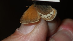 Coenonympha gardetta