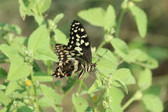 Papilio demodocus