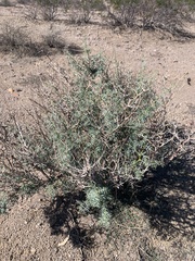 Psorothamnus arborescens