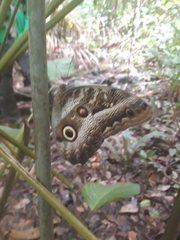 Caligo atreus