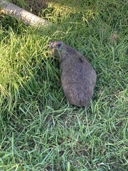 Procavia capensis capensis