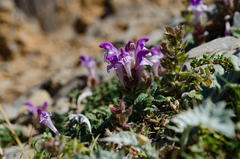 Scutellaria alpina