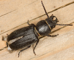 Spondylis buprestoides