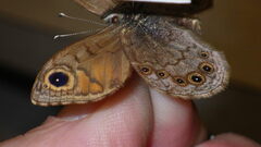 Lasiommata petropolitana
