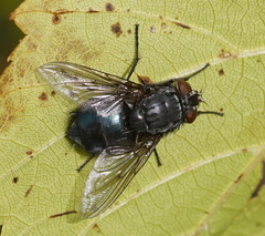 Calliphora