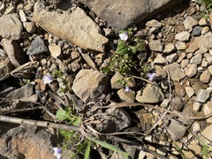 Mazus pumilus