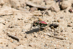 Cicindela limbalis