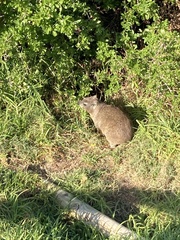 Procavia capensis capensis