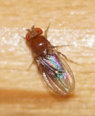 Drosophila