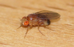 Drosophila