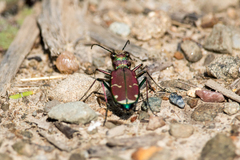Cicindela limbalis