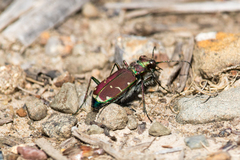 Cicindela limbalis