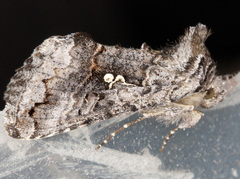 Syngrapha interrogationis