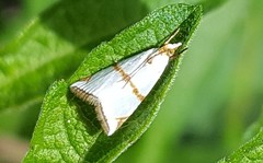 Argyria croceivittella