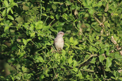 Crithagra leucopygia