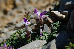 Scutellaria alpina