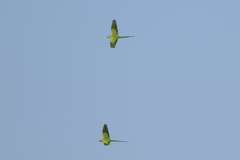 Psittacula krameri krameri