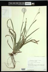 Carex laxiculmis copulata