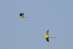 Psittacula krameri krameri