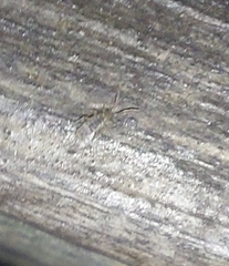 Entomobrya