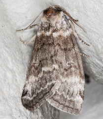 Tetheella fluctuosa