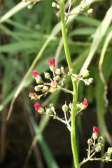 Scrophularia auriculata