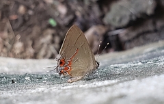 Calycopis isobeon