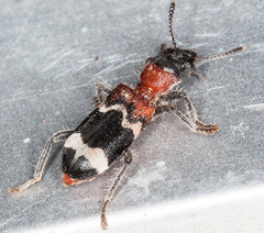 Thanasimus formicarius