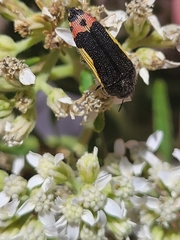 Acmaeodera flavomarginata