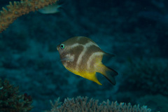 Amblyglyphidodon orbicularis