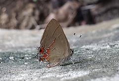 Calycopis isobeon