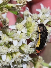 Acmaeodera flavomarginata