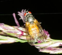 Thricops semicinereus