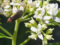 Acmaeodera flavomarginata