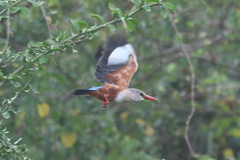 Halcyon leucocephala