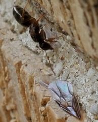 Lasius aphidicola