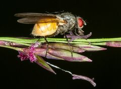 Thricops semicinereus