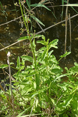Scrophularia auriculata
