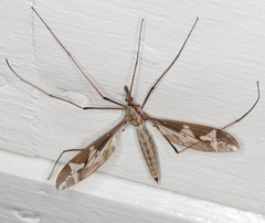 Tipula maxima