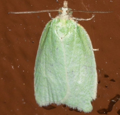 Tortrix viridana