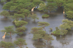 Giraffa camelopardalis antiquorum