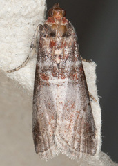 Acrobasis advenella