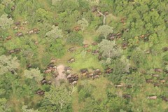 Syncerus caffer brachyceros