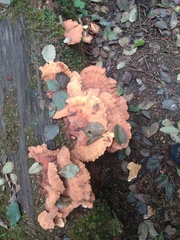 Laetiporus conifericola
