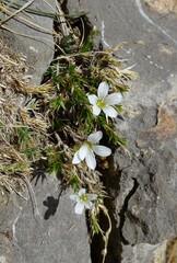 Arenaria grandiflora